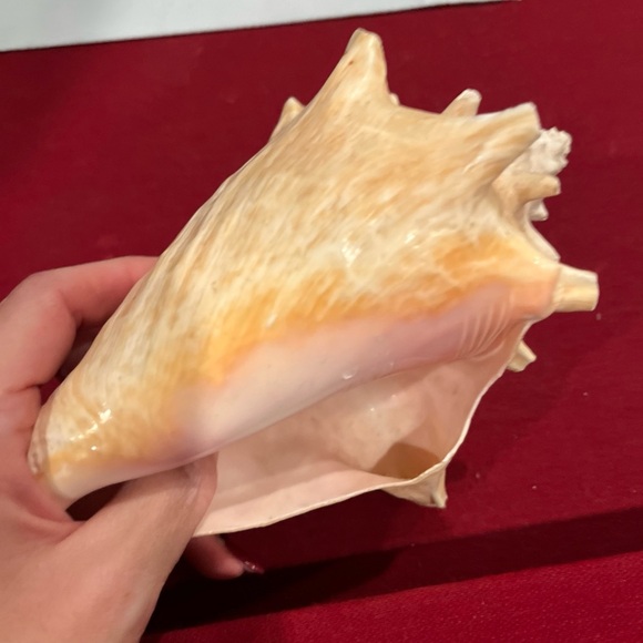 SEASHELL 8” nautical BEIGE HORNED QUEEN CONCH BEACH ocean shell pink Inside LRG - Picture 12 of 16